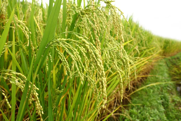 Grüne terrassenförmige Reisfelder — Stockfoto