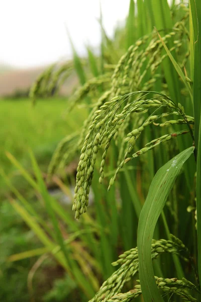 Groene terrasvormige rijst veld — Stockfoto