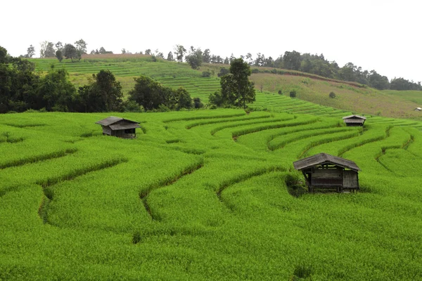 Campo de arroz com terraço verde — Fotografia de Stock