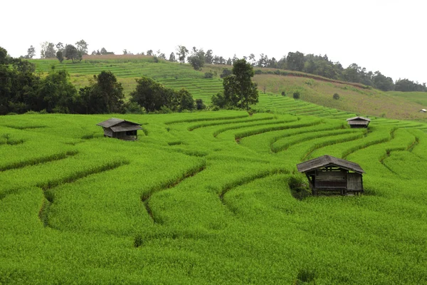 Green terraced rice field — Stock Photo, Image