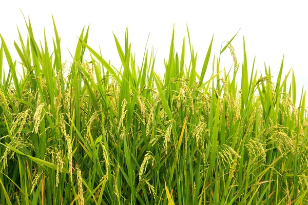 Campo de arroz verde — Fotografia de Stock