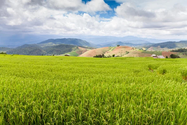 Green terraced rice field — Stock Photo, Image