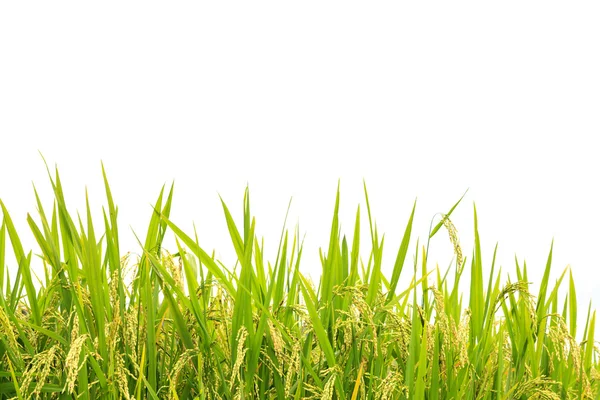 Pole ryżu zielonego — Zdjęcie stockowe