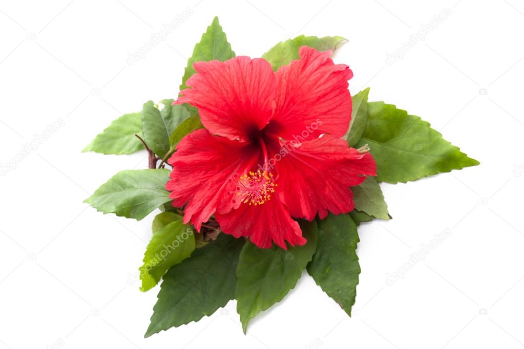 Red Hibiscus flower head over white background