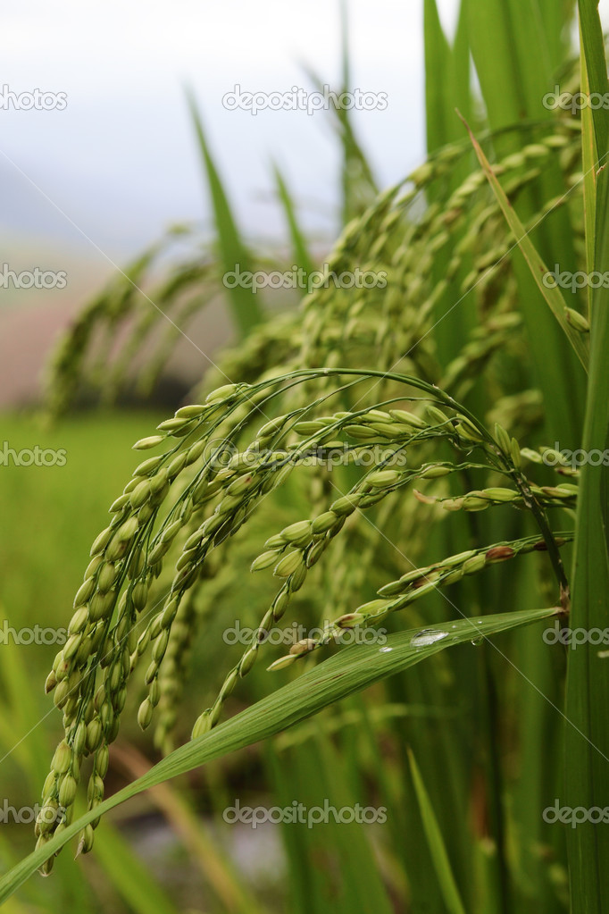 Green terraced rice field