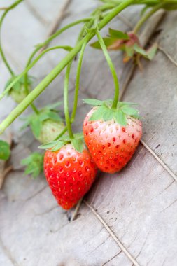 Bahçede yetişen çilek çalısı