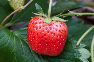 Bahçede yetişen çilek çalısı