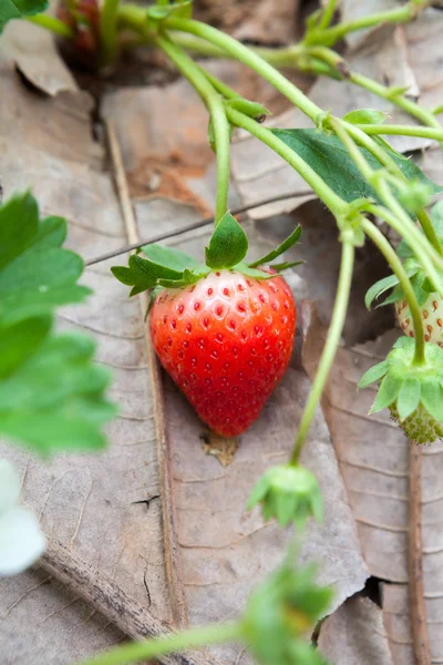 Fraisier poussant dans le jardin — Photo