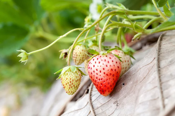 Fraisier poussant dans le jardin — Photo