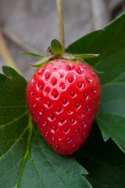 Fraisier poussant dans le jardin — Photo