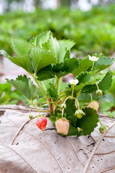 Fraisier poussant dans le jardin — Photo