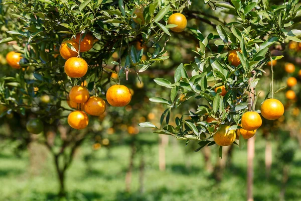 Čerstvý pomeranč na stromě rostlin, oranžová — Stock fotografie