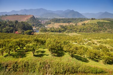 bahçede portakal ağacı