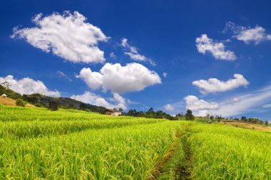 Chiangmai, Tayland 'daki Yeşil Teraslı Pirinç Tarlası