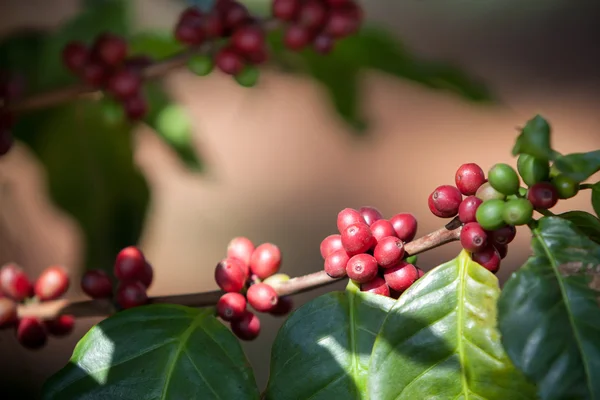 Kuzey Tayland 'da ağaçta olgunlaşan kahve çekirdekleri.
