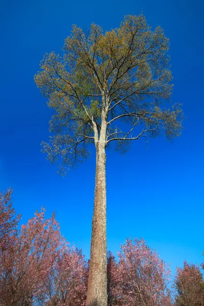 Árvore grande no céu azul — Fotografia de Stock