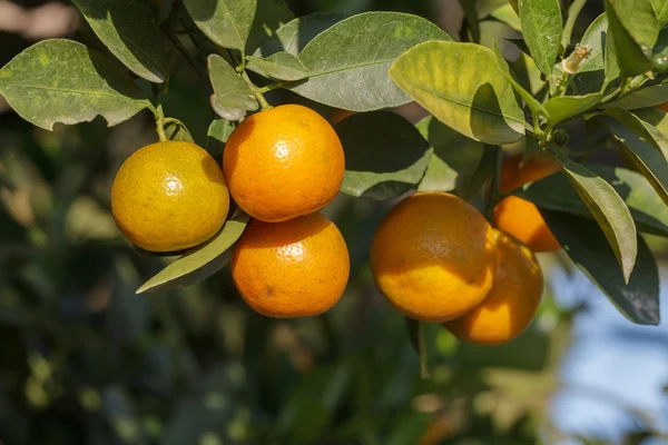 Laranja fresca na planta, laranjeira — Fotografia de Stock