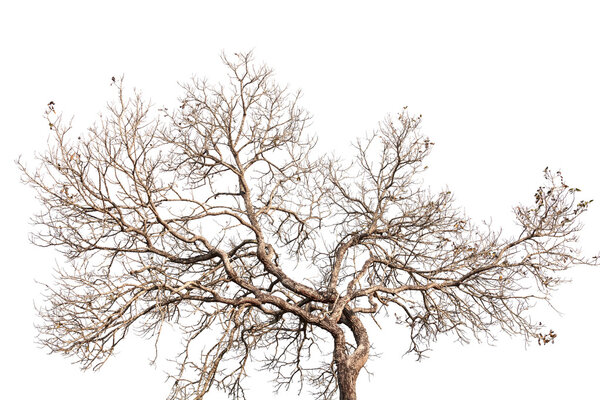 Tree twigs with bare trunks and branches