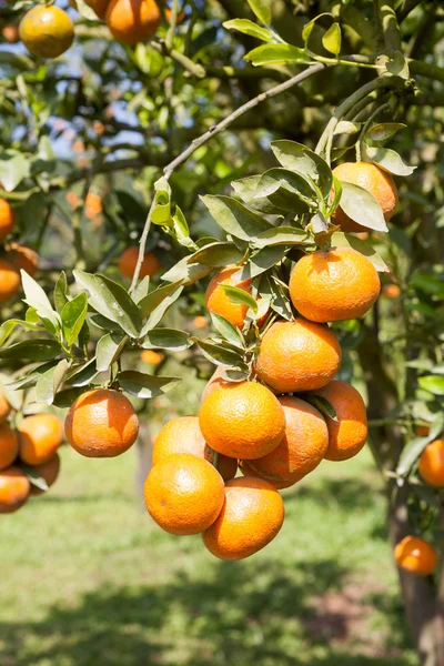 Свіжий апельсин на рослині, апельсинове дерево — стокове фото