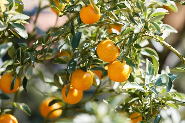 Orangenbaum — Stockfoto