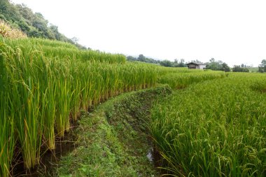 Chiangmai, Tayland 'daki Yeşil Teraslı Pirinç Tarlası