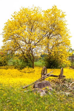 hususunda ve tabebuia chrysotricha sarı çiçekler