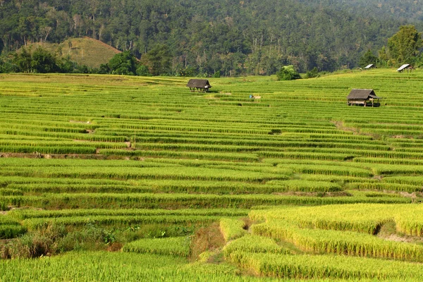 Green Terraced Rice Field in Chiangmai, Thailand — Stock Photo, Image