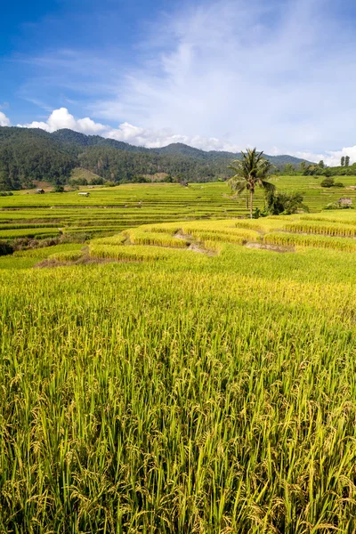 Green Terraced Rice Field en Chiangmai, Tailandia — Foto de Stock