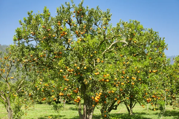 Arbre orange — Photo