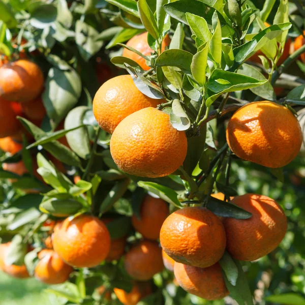 Свежий апельсин на растения, апельсин — стоковое фото