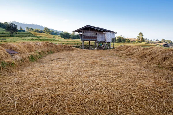 Hut in het veld van de rijst terras — Stockfoto