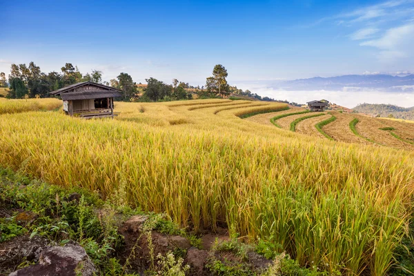 Campo de arroz com terraço amarelo em Chiangmai, Tailândia — Fotografia de Stock