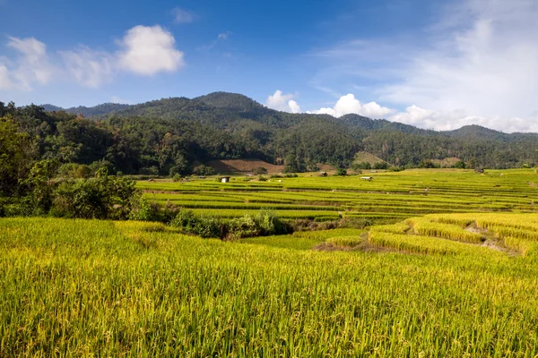 Green Terraced Rice Field em Chiangmai, Tailândia — Fotografia de Stock