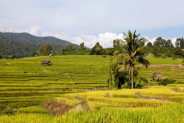 Green Terraced Rice Field en Chiangmai, Tailandia — Foto de Stock