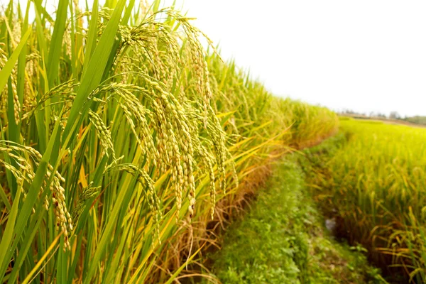 Yeşil pirinç tarlası