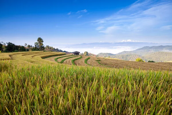 Green Terraced Rice Field in Chiangmai, Thailand — Stock Photo, Image