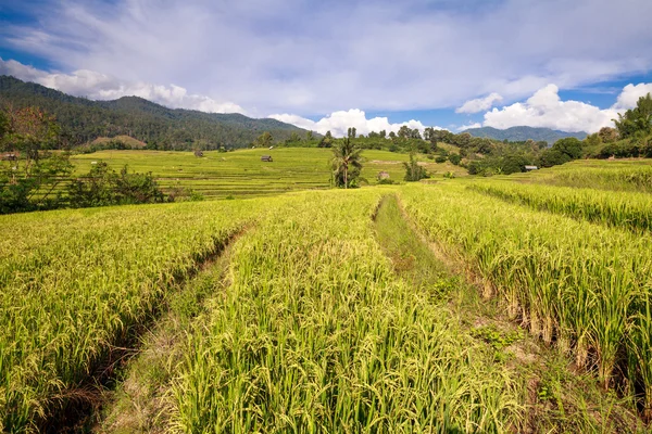 Green Terraced Rice Field em Chiangmai, Tailândia — Fotografia de Stock