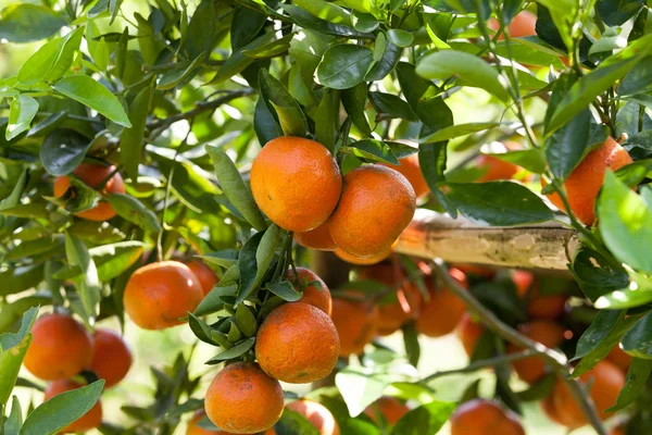Portakal ağacı — Stok fotoğraf