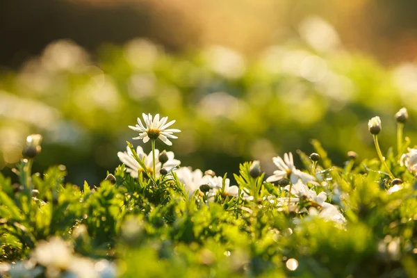 Beautiful white anemones flowers with bokeh in morning — Stock Photo, Image