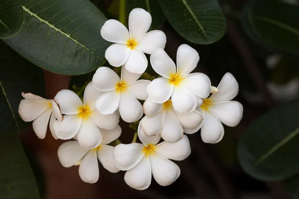 Close up of frangipani flower or Leelawadee flower — Stock Photo, Image