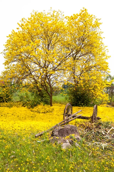 Bryčku a tabebuia chrysotricha žluté květy — Stock fotografie