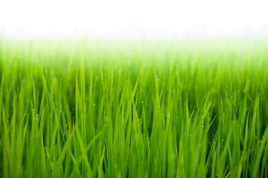 Yeşil pirinç tarlası