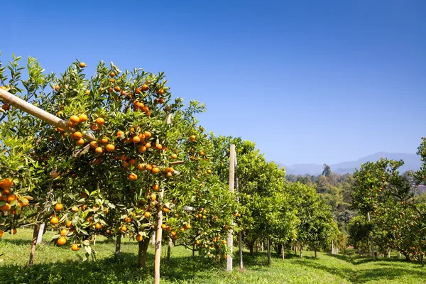 Orange tree — Stock Photo, Image