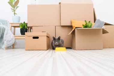 Gri bir kedi taşınırken mobilyasız bir odada kutuların arasında oturur..