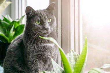 Evcil, tüylü evcil hayvanlarla samimi bir arka plan..