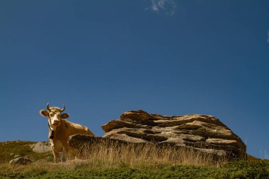 Yazın İsviçre Alplerinde bir vadiye bakan inek.