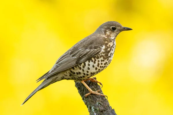 Vogel Aus Nächster Nähe Mit Schöner Gegenbeleuchtung Fotografiert Drossel — Stockfoto