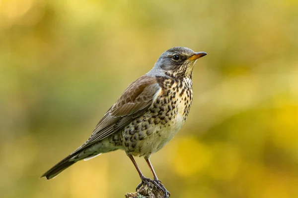 Vogel Aus Nächster Nähe Mit Schöner Gegenbeleuchtung Fotografiert Drossel — Stockfoto