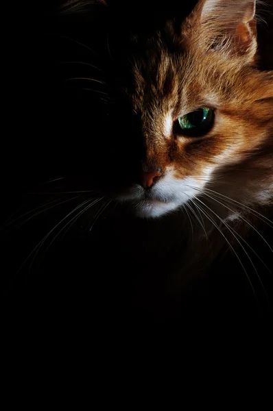 Atelierfoto einer Katze — Stockfoto