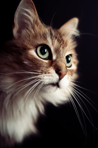 bir kedinin Studio fotoğraf